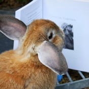 Olivander reading The Miraculous Journey of Edward Tulane