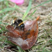 An Exhausted bee drinking Sugar Solution