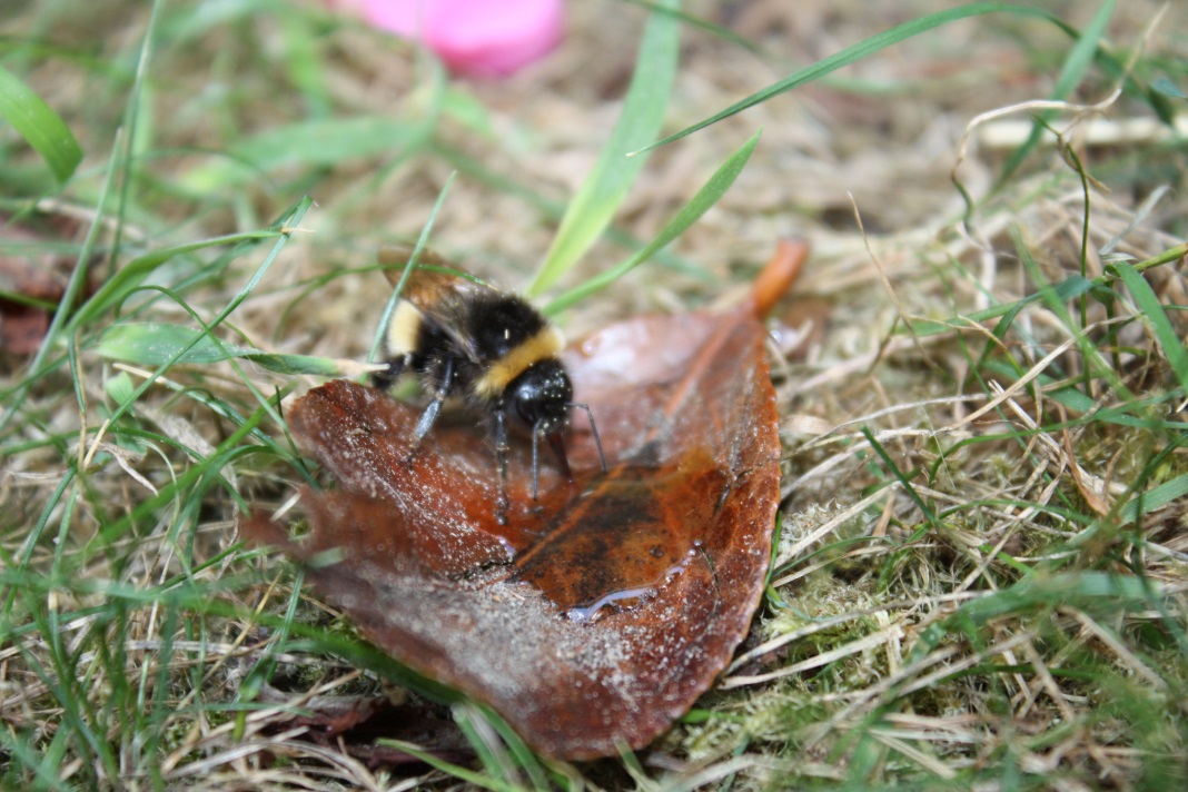 A tired Bee drinking Sugar Solution